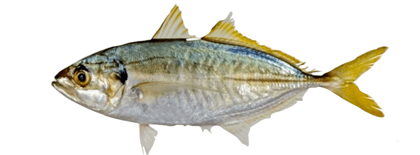 YELLOWTAIL SCAD