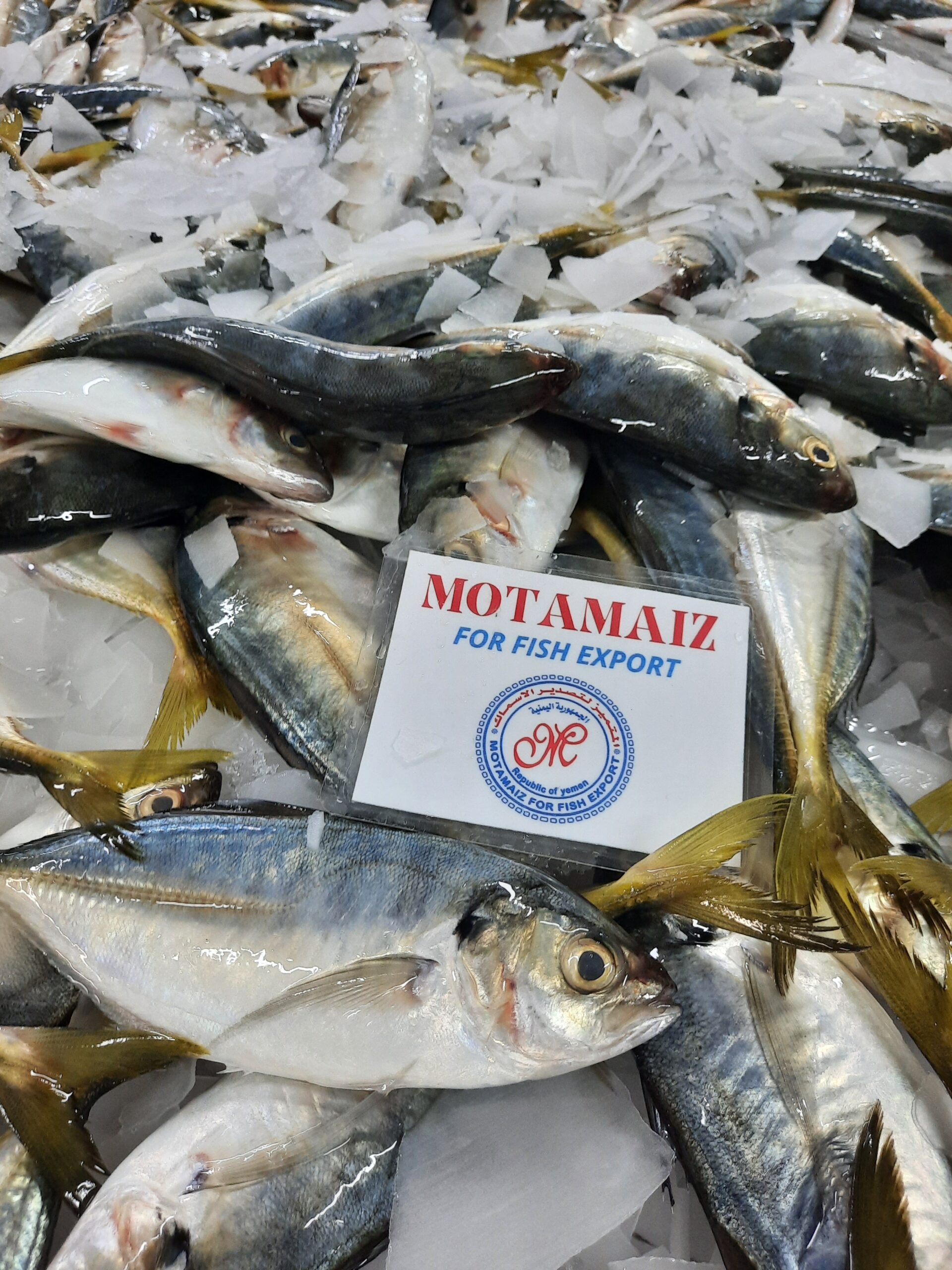 Motamaiz For Fish Export