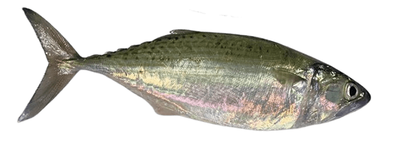 INDIAN MACKEREL