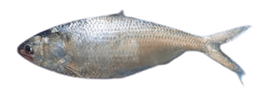 HILSA