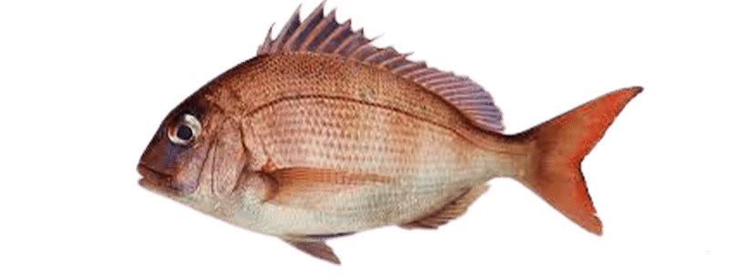 RED SEABREAM