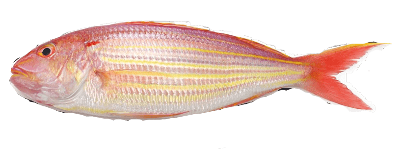 JAPANESE THREADFIN BREAM