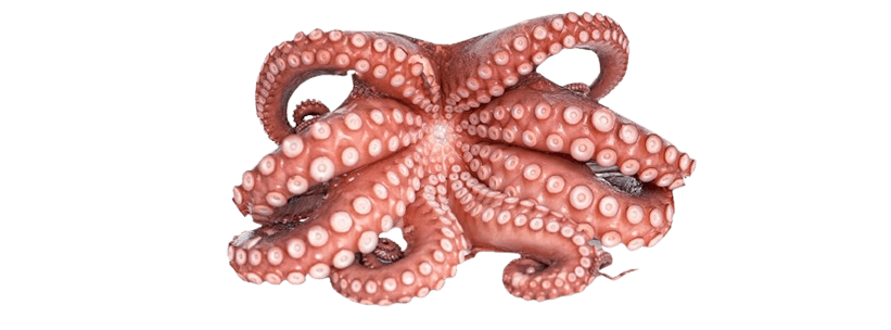 OCTOPUS